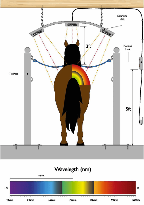 Horse Diagram