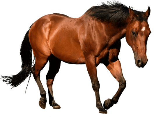 Horse Running