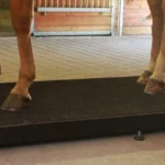 Horse Scale